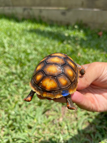 INSANE Unique Redfoot Hatchlings (Chelonoidis carbonarius)