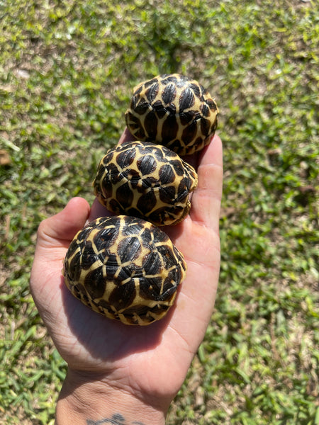 Sri Lankan Star Tortoise (Geochelone Elegans)