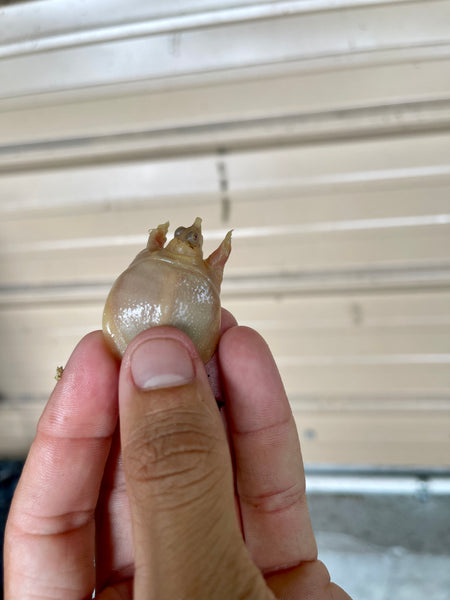 Albino Chinese Softshell Turtle 3 Inch (Pelodiscus Sinensis)