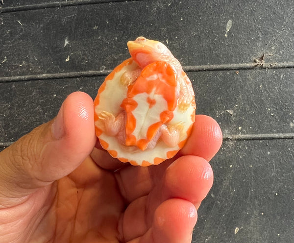 Albino Pink Belly Side Necked Turtle (Emydura subglobosa)