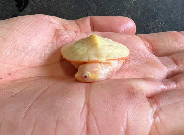 Albino Pink Belly Side Necked Turtle (Emydura subglobosa)