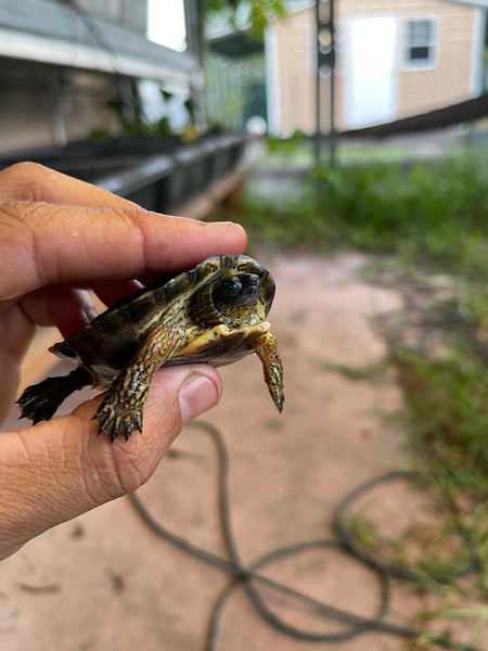 Black Wood Turtle: 1-3 Inch (Rhinoclemmys funerea)
