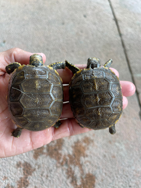 Yellow Foot Tortoise Hatchlings (Chelonoidis denticulatus)