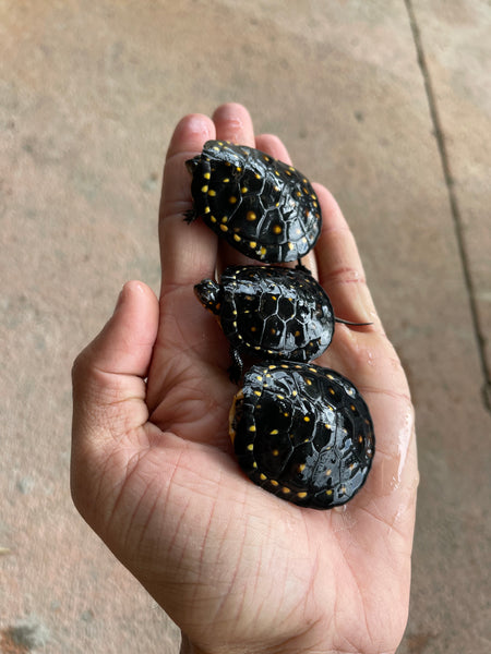 Spotted Turtle Hatchlings (Clemmys guttata)