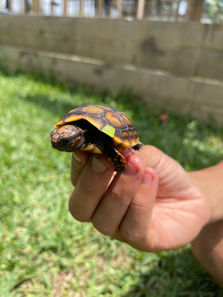 INSANE Unique Redfoot Hatchlings (Chelonoidis carbonarius)