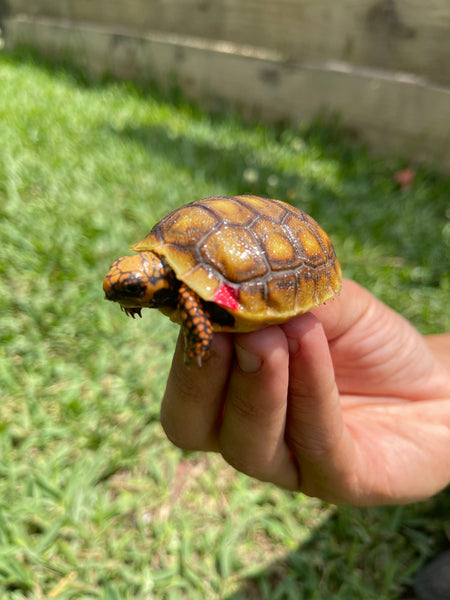 INSANE Unique Redfoot Hatchlings (Chelonoidis carbonarius)