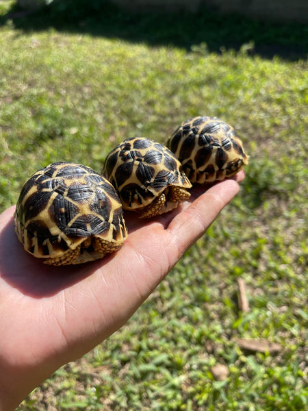Sri Lankan Star Tortoise (Geochelone Elegans)
