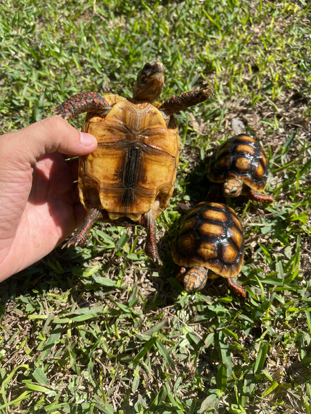 Red Foot Tortoise (Chelonoidis carbonarius)