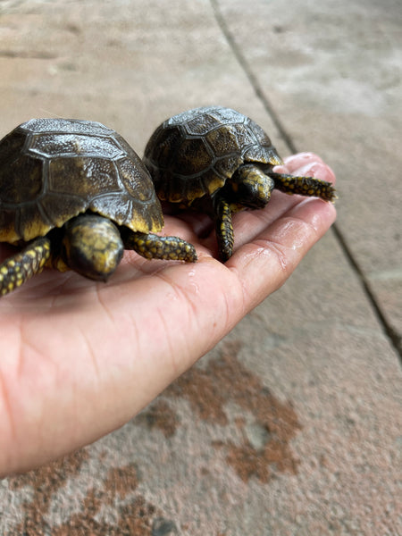 Yellow Foot Tortoise Hatchlings (Chelonoidis denticulatus)