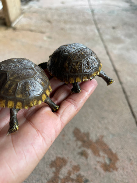 Yellow Foot Tortoise Hatchlings (Chelonoidis denticulatus)