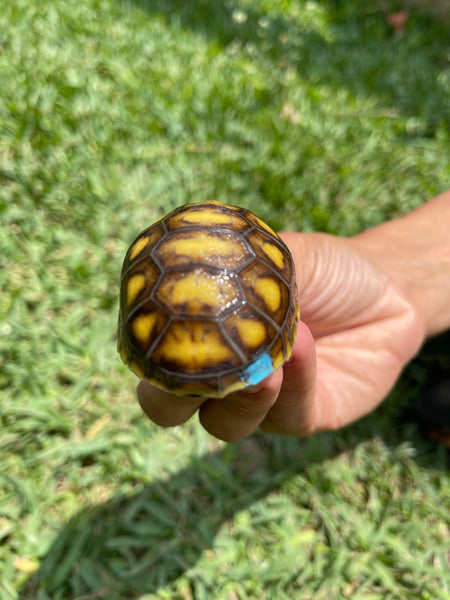 INSANE Unique Redfoot Hatchlings (Chelonoidis carbonarius)