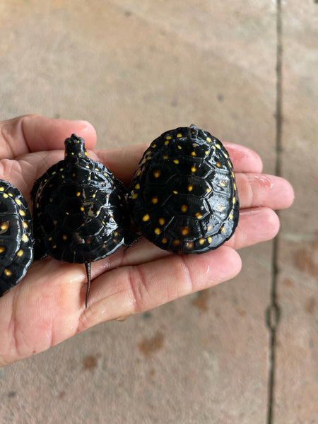 Spotted Turtle Hatchlings (Clemmys guttata)