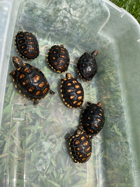 Dark Colored - Pure Bred Brazilian Cherry Head Redfoot Tortoise Hatchlings (Geochelone carbonaria)
