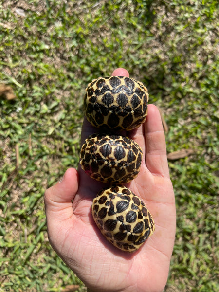Sri Lankan Star Tortoise (Geochelone Elegans)