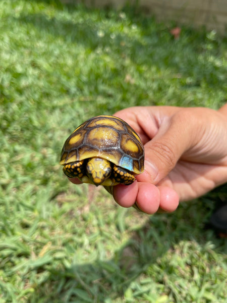 INSANE Unique Redfoot Hatchlings (Chelonoidis carbonarius)