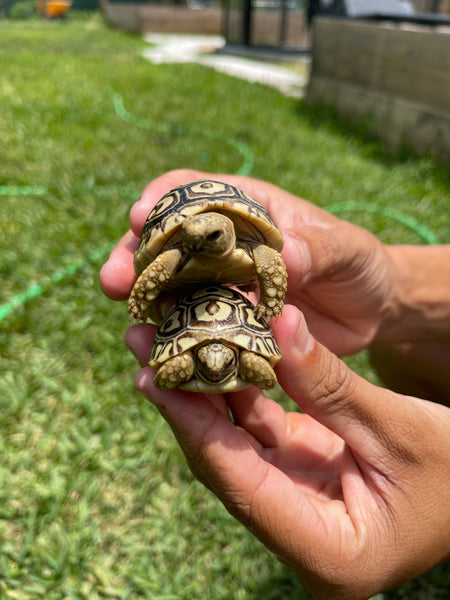 Leopard Tortoise Hatchling (Pardalis Babcocki)
