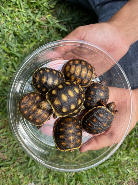 Red Foot Tortoise (Chelonoidis carbonarius)