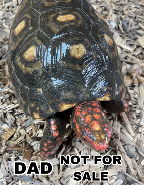 Dark Colored - Pure Bred Brazilian Cherry Head Redfoot Tortoise Hatchlings (Geochelone carbonaria)