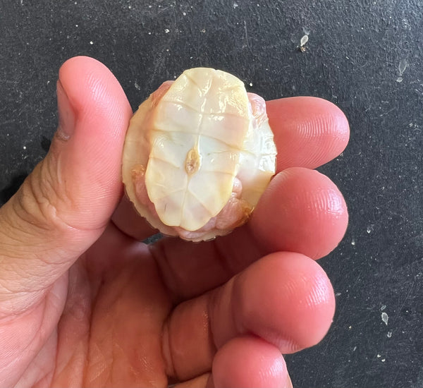 Snow Albino Red-Earred Slider Hatchlings (Trachemys Scripta Elegans)