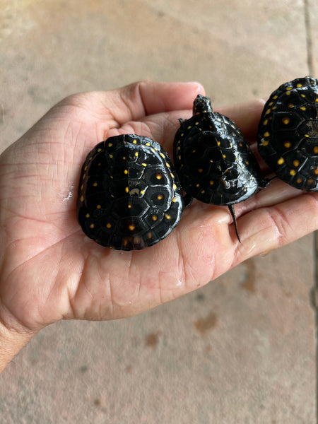 Spotted Turtle Hatchlings (Clemmys guttata)