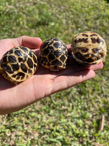 Sri Lankan Star Tortoise (Geochelone Elegans)