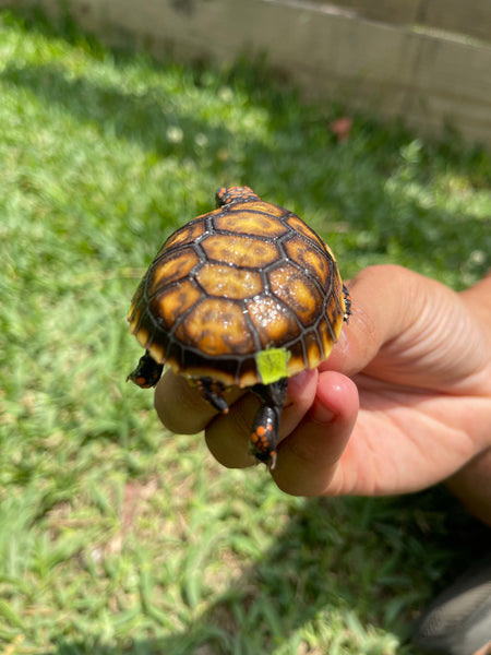INSANE Unique Redfoot Hatchlings (Chelonoidis carbonarius)