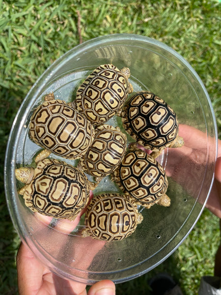 Leopard Tortoise Hatchling (Pardalis Babcocki)
