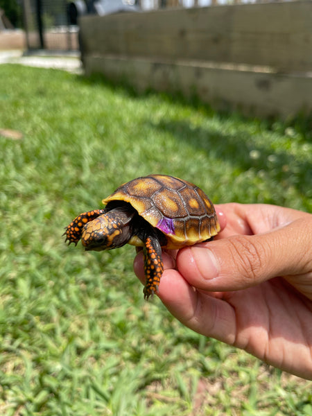 INSANE Unique Redfoot Hatchlings (Chelonoidis carbonarius)