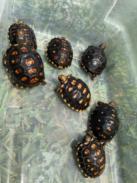 Dark Colored - Pure Bred Brazilian Cherry Head Redfoot Tortoise Hatchlings (Geochelone carbonaria)