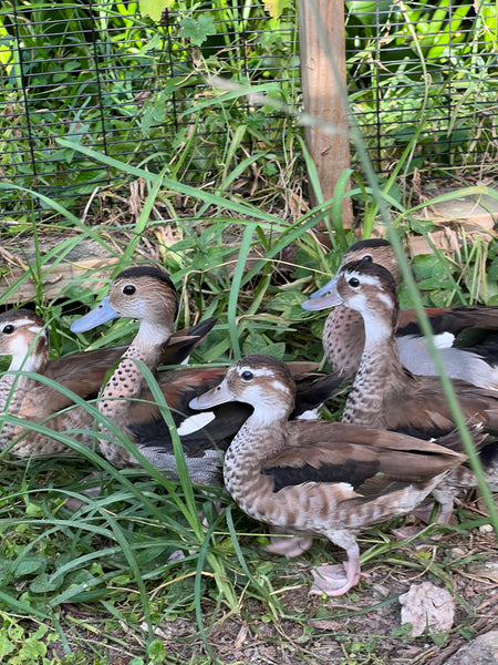 Ringed Teal Duck (Callonetta leucophrys)