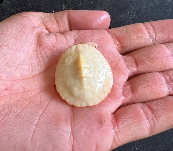 Albino Pink Belly Side Necked Turtle (Emydura subglobosa)