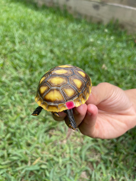INSANE Unique Redfoot Hatchlings (Chelonoidis carbonarius)