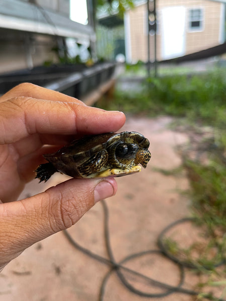 Black Wood Turtle: 1-3 Inch (Rhinoclemmys funerea)