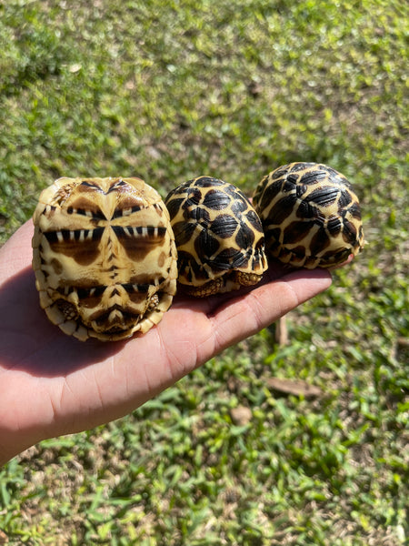 Sri Lankan Star Tortoise (Geochelone Elegans)