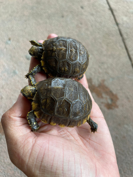 Yellow Foot Tortoise Hatchlings (Chelonoidis denticulatus)