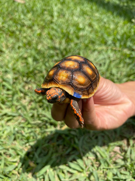 INSANE Unique Redfoot Hatchlings (Chelonoidis carbonarius)