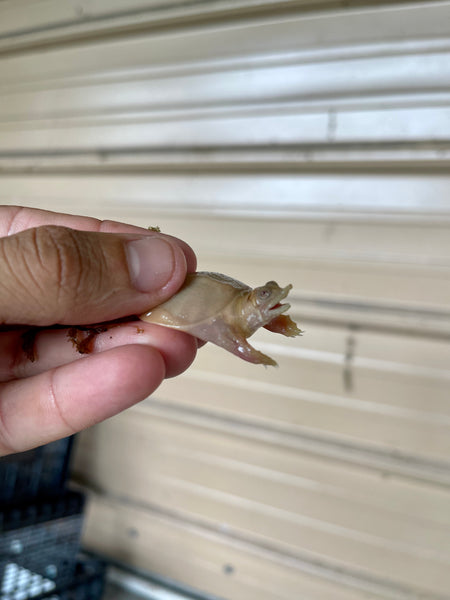 Albino Chinese Softshell Turtle 3 Inch (Pelodiscus Sinensis)