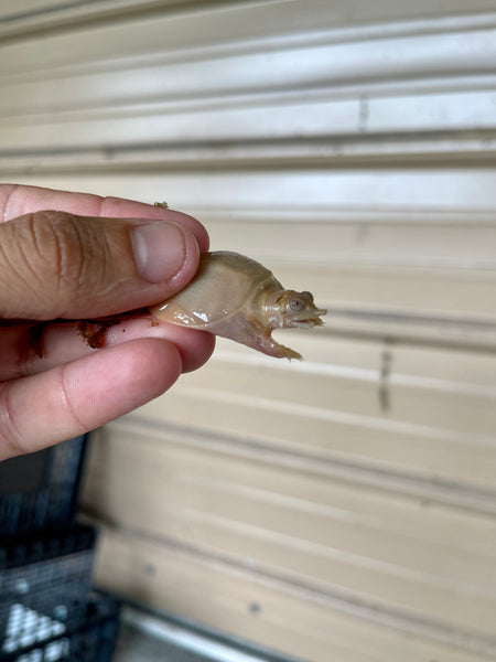Albino Chinese Softshell Turtle 3 Inch (Pelodiscus Sinensis)
