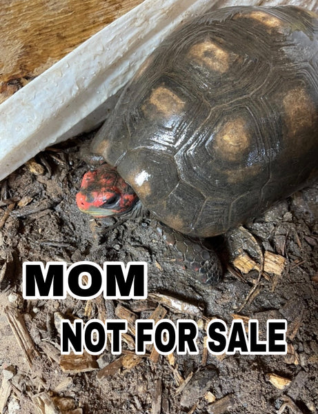 Dark Colored - Pure Bred Brazilian Cherry Head Redfoot Tortoise Hatchlings (Geochelone carbonaria)