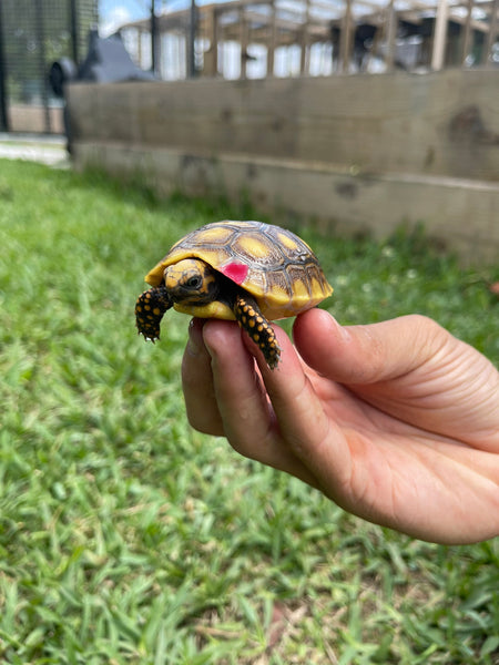 INSANE Unique Redfoot Hatchlings (Chelonoidis carbonarius)