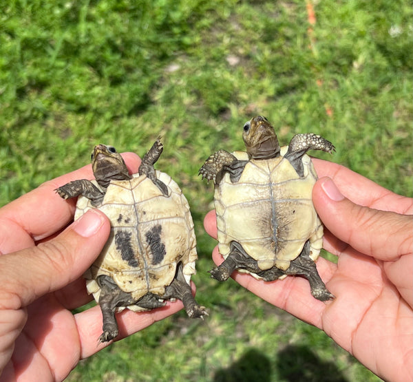 Elongated Tortoise Hatchlings (Indotestudo elongata)