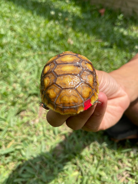 INSANE Unique Redfoot Hatchlings (Chelonoidis carbonarius)