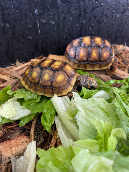 Red Foot Tortoise (Chelonoidis carbonarius)