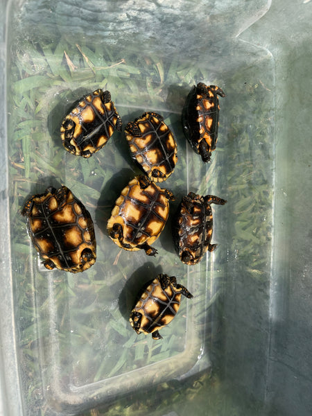 Dark Colored - Pure Bred Brazilian Cherry Head Redfoot Tortoise Hatchlings (Geochelone carbonaria)