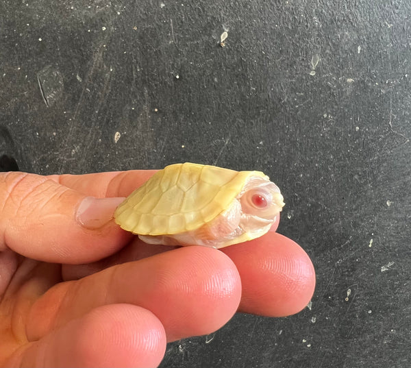 Snow Albino Red-Earred Slider Hatchlings (Trachemys Scripta Elegans)