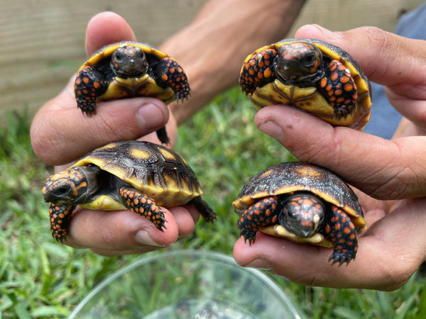 Red Foot Tortoise (Chelonoidis carbonarius)