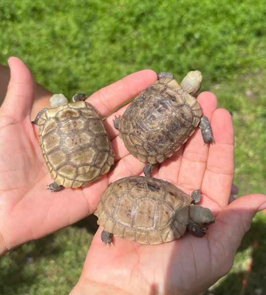 Elongated Tortoise Hatchlings (Indotestudo elongata)
