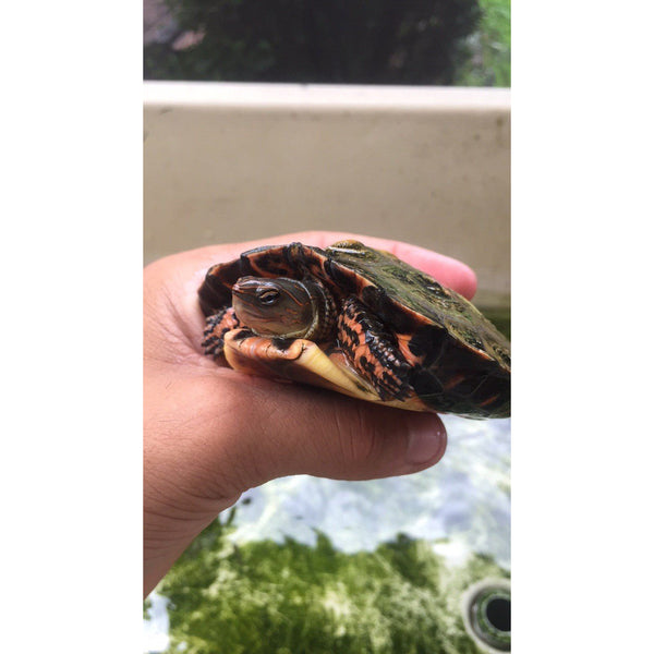Honduran Wood Turtle - Hatchling (Rhinoclemmys pulcherrima incisa)