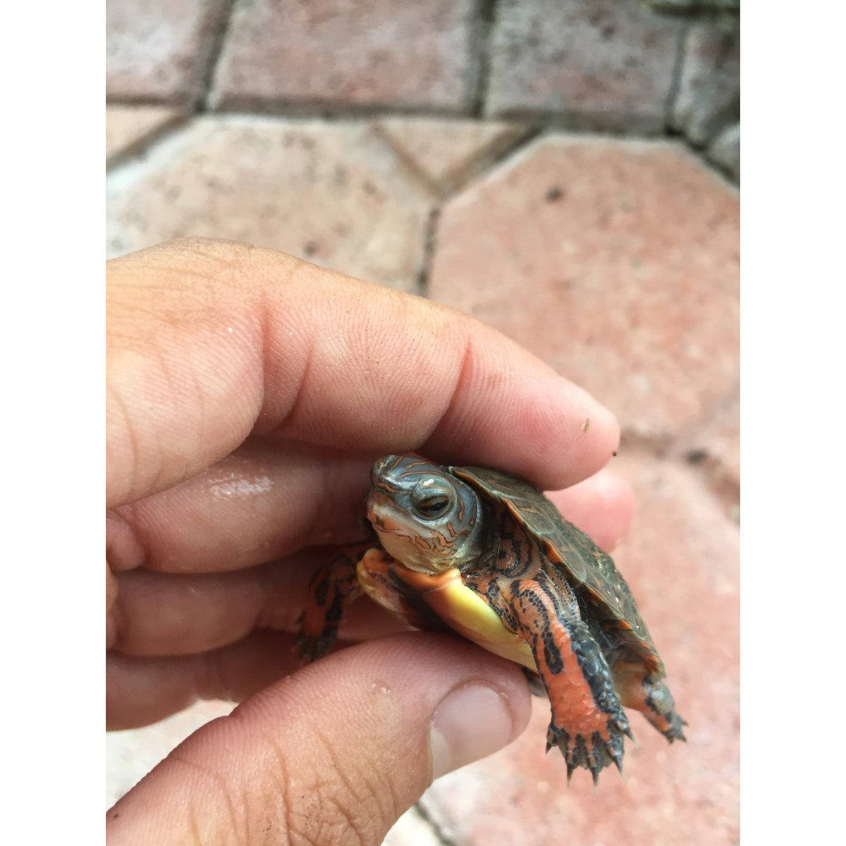 アトリエGG ChambleBlanche(turtle) 19½ アトリエGG ChambleBlanche