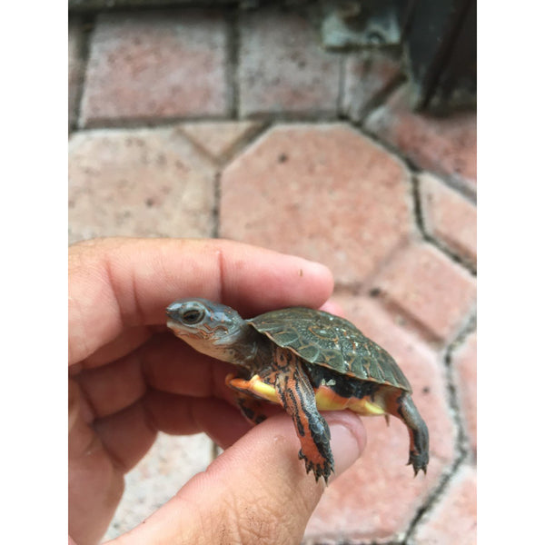 Honduran Wood Turtle - Hatchling (Rhinoclemmys pulcherrima incisa)